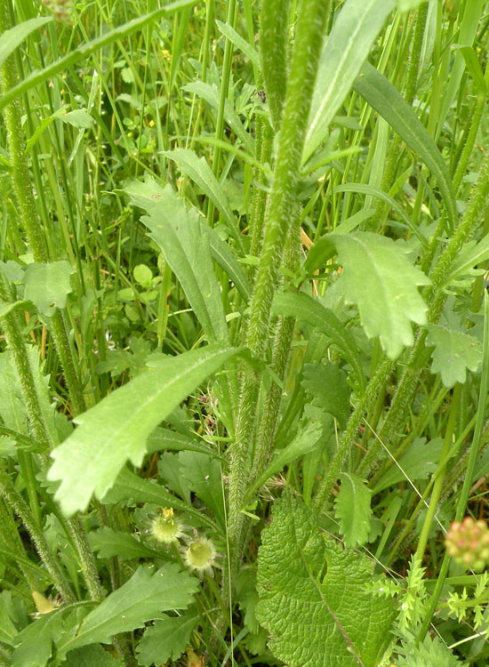 Leucanthemum vulgare / Margherita diploide